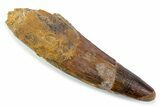 Fossil Spinosaurus Tooth - Real Dinosaur Tooth #373939-1